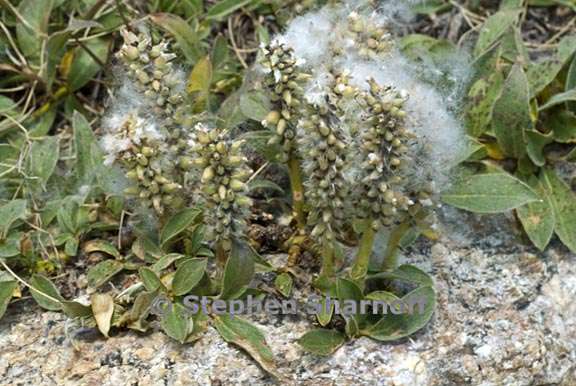 salix petrophila 1 graphic